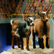 Image for article titled Plexiglas, poop, and penguins: Life behind the scenes on the Puppy Bowl
